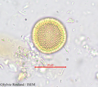 Thymelaea microphylla - lame n° 730