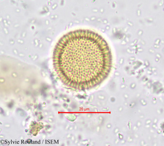 Thymelaea microphylla - lame n° 730