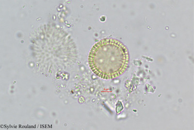 Sylvie.Rouland/Thymelaea_tartonraira_270/Thymelaea_tartonraira_270_0001(copy)_thumb.jpg