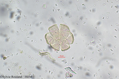 Sylvie.Rouland/Thymus_serpyllum_5519/Thymus_serpyllum_5519_0001(copy)_thumb.jpg
