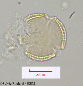 Sylvie.Rouland/Thyrsosalacia_sp_1099/Thyrsosalacia_sp_1099_0001(copy)_thumb.jpg