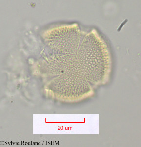 Thyrsosalacia - lame n° 1099