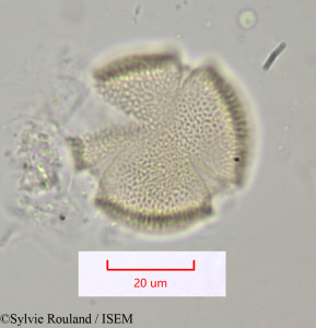 Thyrsosalacia - lame n° 1099