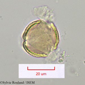 Thyrsosalacia - lame n° 1099
