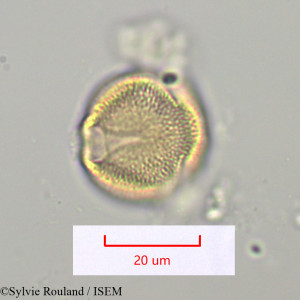 Thyrsosalacia - lame n° 1099