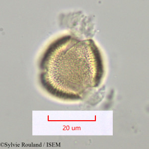 Thyrsosalacia - lame n° 1099