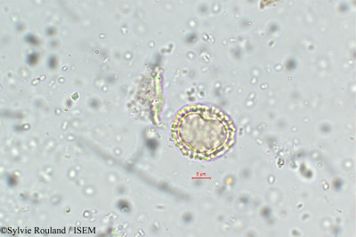 Sylvie.Rouland/Tiliacora_acuminata_5787/Tiliacora_acuminata_5787_0001(copy)_thumb.jpg