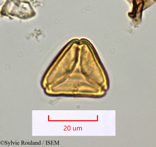 Tina chapelieriana - lame n° 1277