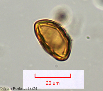 Tina chapelieriana - lame n° 1277