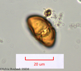 Tina chapelieriana - lame n° 1277