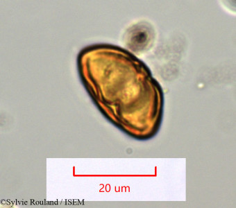 Tina chapelieriana - lame n° 1277