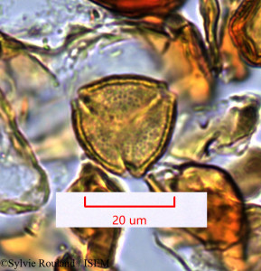 Tina conjugata - lame n° 1463