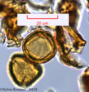 Tina conjugata - lame n° 1463