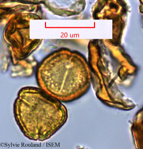 Tina conjugata - lame n° 1463