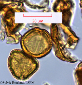 Tina conjugata - lame n° 1463