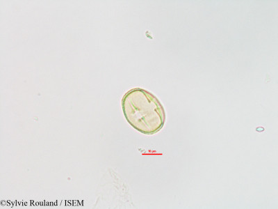 Sylvie.Rouland/Tisonia_baronii_3196/Tisonia_baronii_3196_0001(copy)_thumb.jpg