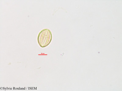Sylvie.Rouland/Tisonia_cloiselii_3193/Tisonia_cloiselii_3193_0001(copy)_thumb.jpg