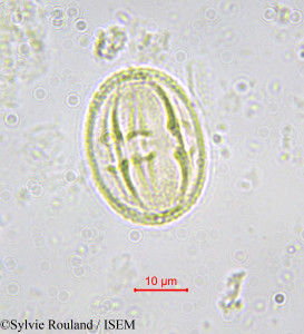 Sylvie.Rouland/Tisonia_coriacea_571/Tisonia_coriacea_571_0001(copy)_thumb.jpg