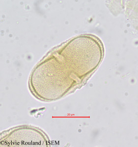 Tordylium maximum - lame n° 669