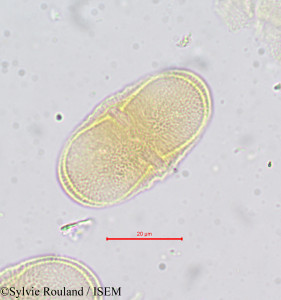 Tordylium maximum - lame n° 669