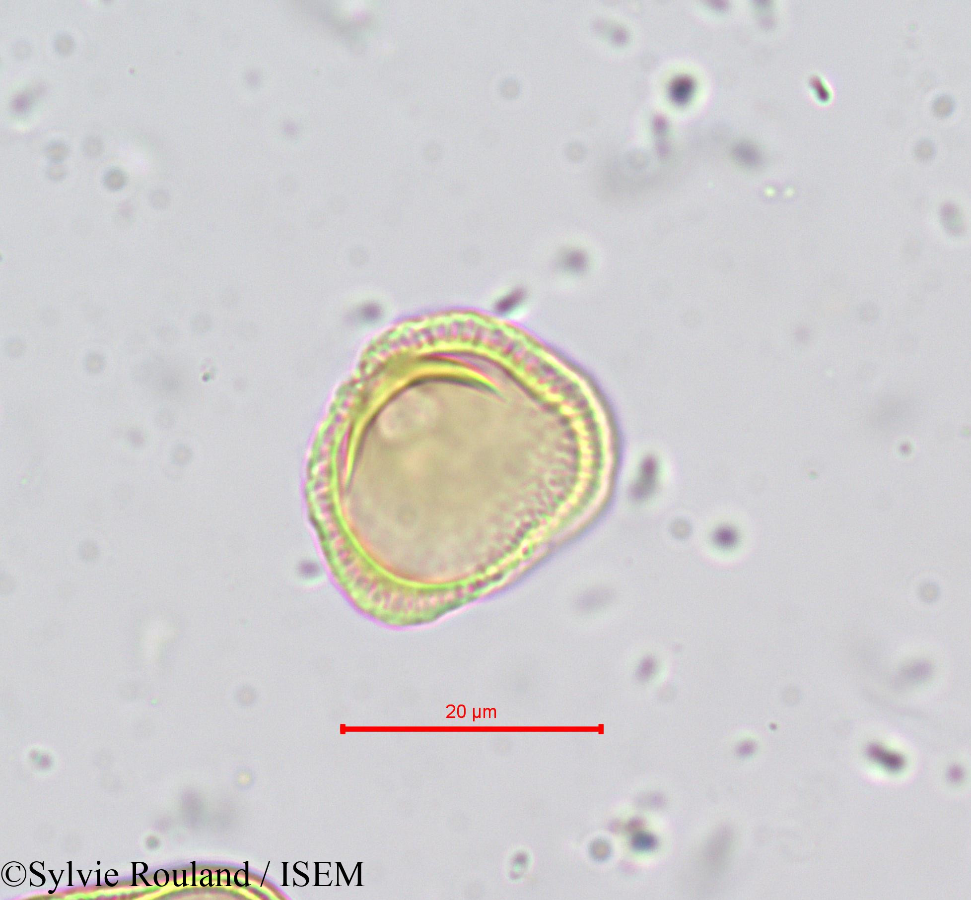 Sylvie.Rouland/Tordylium_maximum_669/Tordylium_maximum_669_0004(copy).jpg