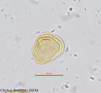 Tordylium maximum - lame n° 669