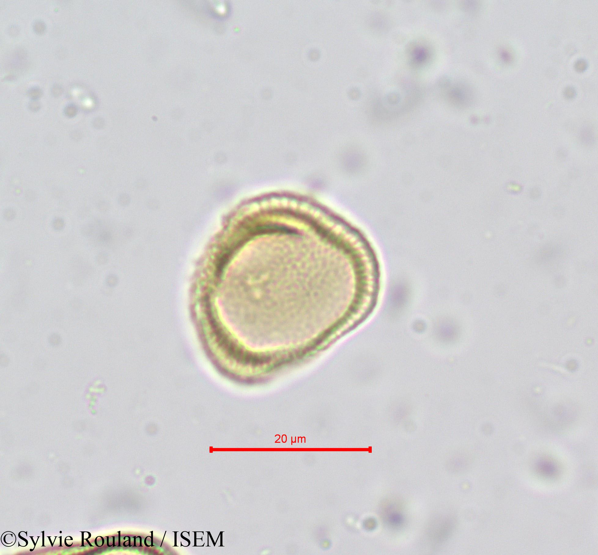 Sylvie.Rouland/Tordylium_maximum_669/Tordylium_maximum_669_0005(copy).jpg