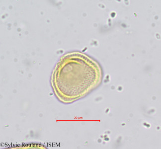 Tordylium maximum - lame n° 669
