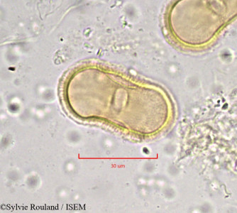 Tordylium maximum - lame n° 892