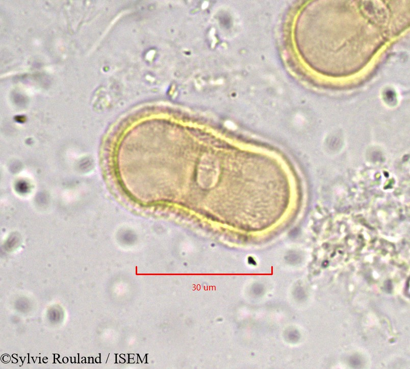 Sylvie.Rouland/Tordylium_maximum_892/Tordylium_maximum_892_0002(copy).jpg