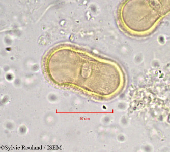 Tordylium maximum - lame n° 892