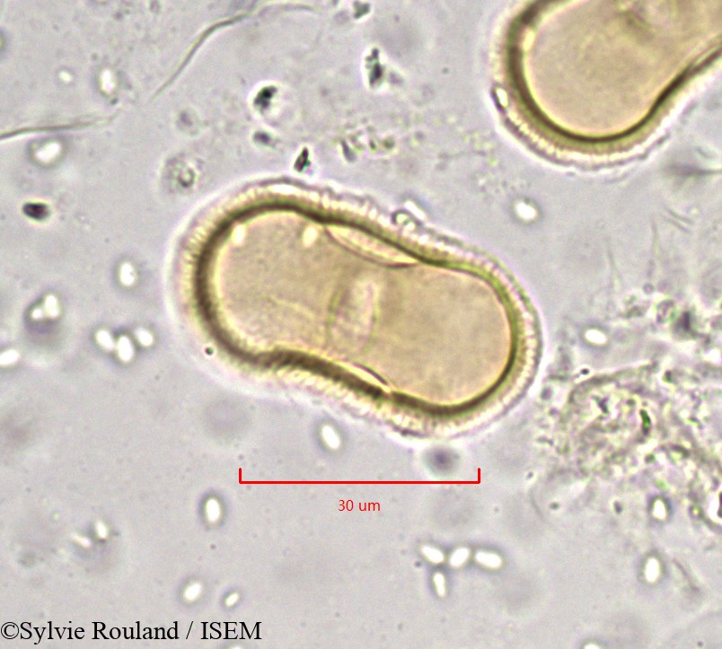Sylvie.Rouland/Tordylium_maximum_892/Tordylium_maximum_892_0003(copy).jpg