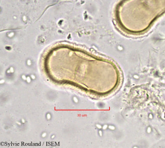 Tordylium maximum - lame n° 892