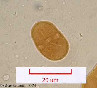 Sylvie.Rouland/Torilis_nodosa_937/Torilis_nodosa_937_0001(copy)_thumb.jpg