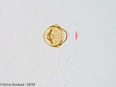 Sylvie.Rouland/Tournefortia_acuminata_3082/Tournefortia_acuminata_3082_0001(copy)_thumb.jpg