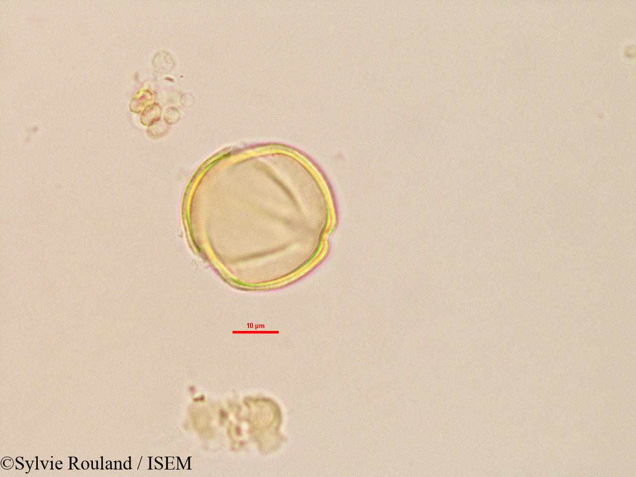Sylvie.Rouland/Trachylobium_sp_2764/Trachylobium_sp_2764_0001(copy).jpg
