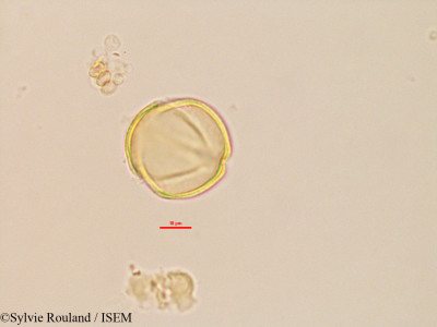 Sylvie.Rouland/Trachylobium_sp_2764/Trachylobium_sp_2764_0001(copy)_thumb.jpg