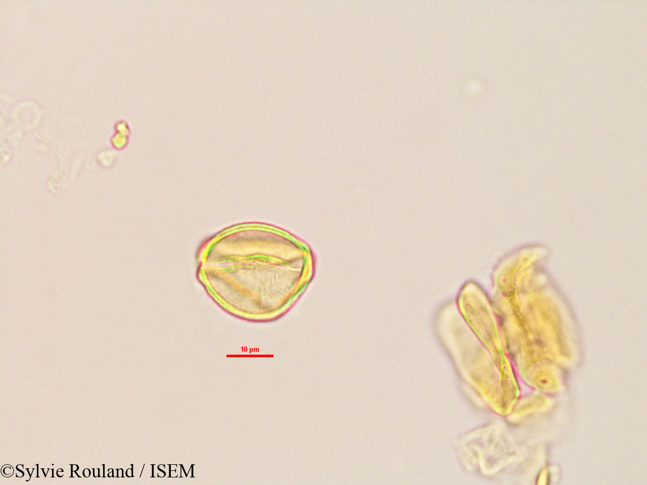 Sylvie.Rouland/Trachylobium_sp_2764/Trachylobium_sp_2764_0002(copy).jpg