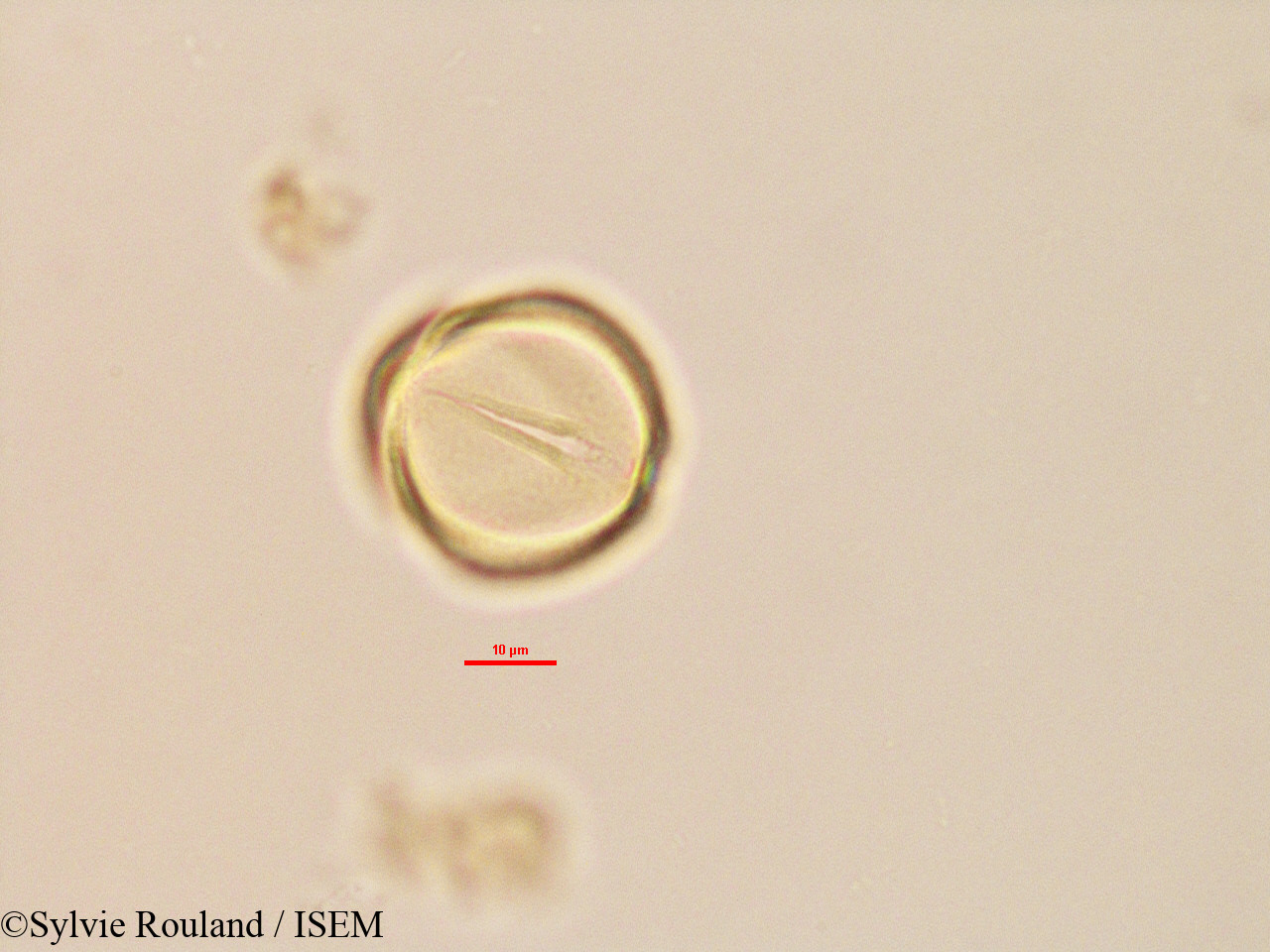 Sylvie.Rouland/Trachylobium_sp_2764/Trachylobium_sp_2764_0003(copy).jpg
