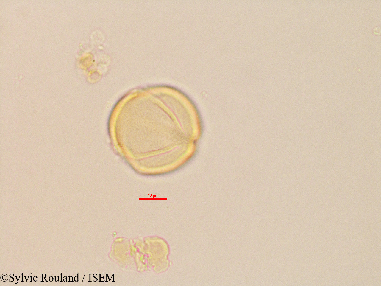 Sylvie.Rouland/Trachylobium_sp_2764/Trachylobium_sp_2764_0004(copy).jpg
