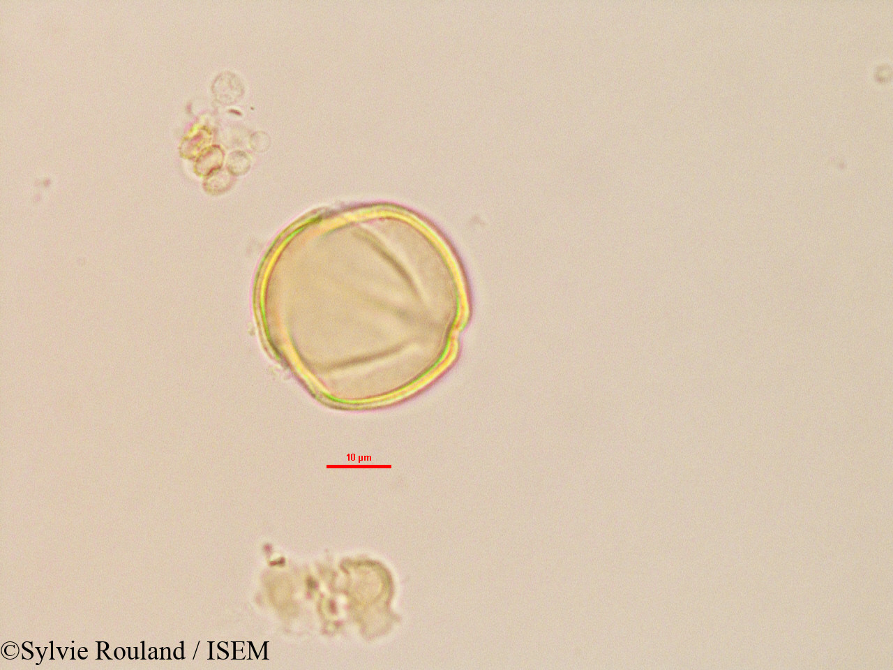 Sylvie.Rouland/Trachylobium_sp_2764/Trachylobium_sp_2764_0005(copy).jpg