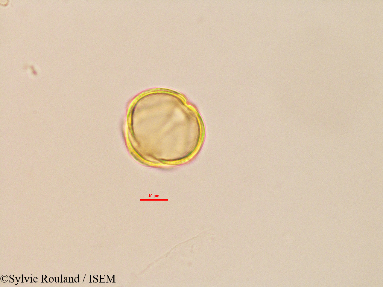 Sylvie.Rouland/Trachylobium_sp_2764/Trachylobium_sp_2764_0006(copy).jpg