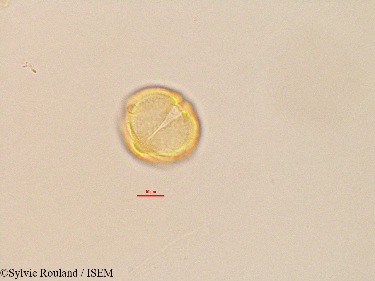Sylvie.Rouland/Trachylobium_sp_2764/Trachylobium_sp_2764_0007(copy).jpg
