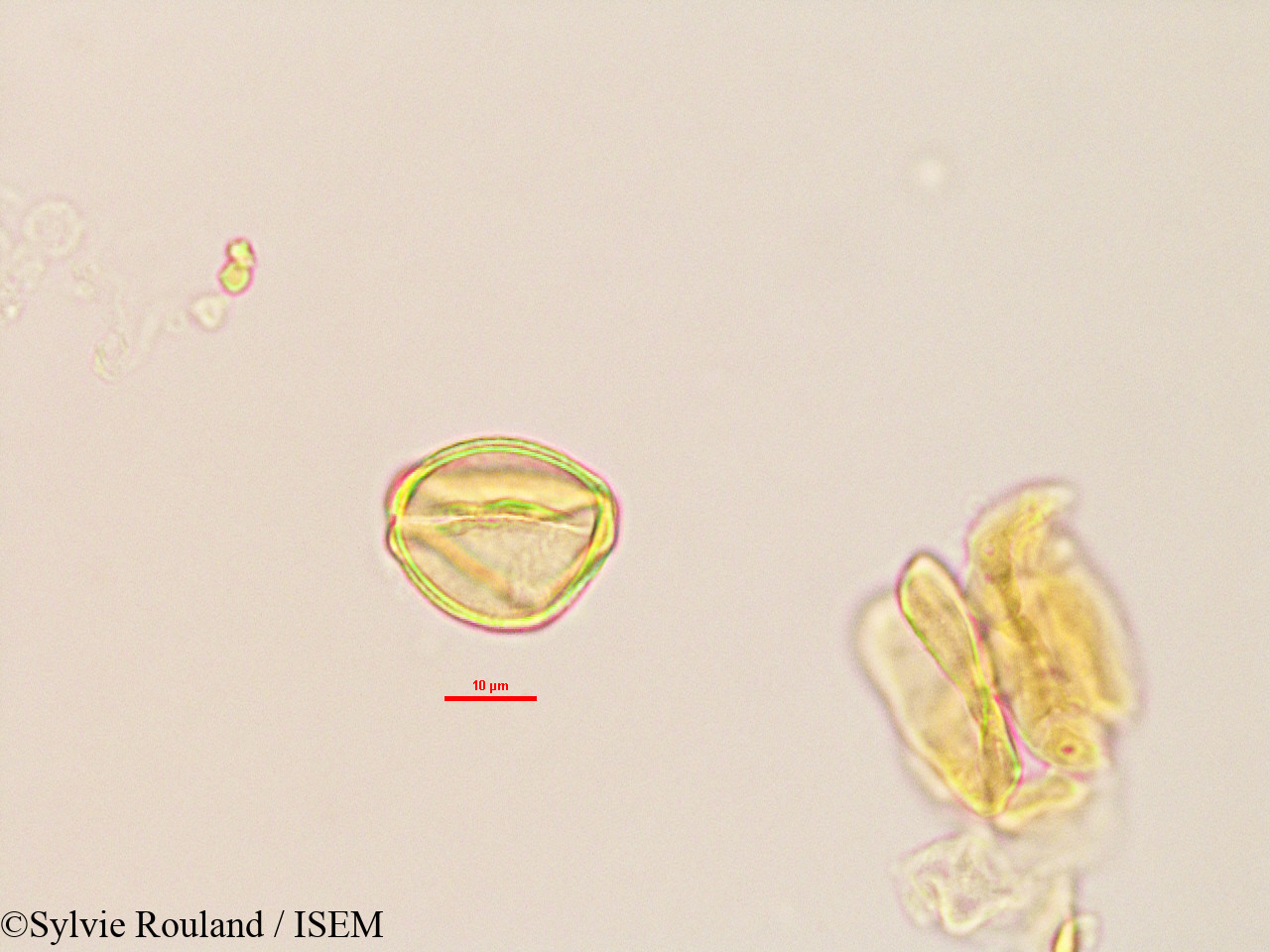 Sylvie.Rouland/Trachylobium_sp_2764/Trachylobium_sp_2764_0008(copy).jpg