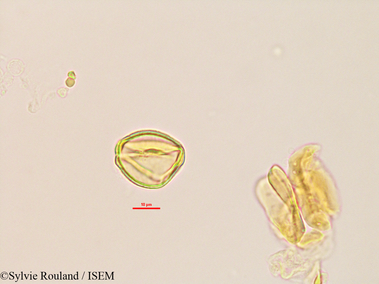 Sylvie.Rouland/Trachylobium_sp_2764/Trachylobium_sp_2764_0009(copy).jpg