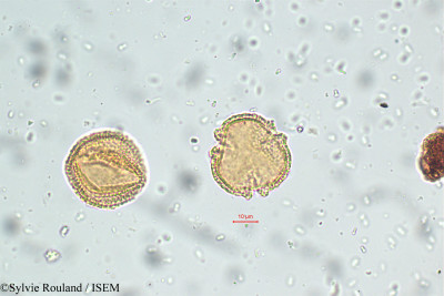 Sylvie.Rouland/Tragia_cannabina_5776/Tragia_cannabina_5776_0001(copy)_thumb.jpg