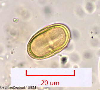 Sylvie.Rouland/Tragiopsis_dichotoma_969/Tragiopsis_dichotoma_969_0001(copy)_thumb.jpg