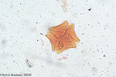 Sylvie.Rouland/Trapa_bispinosa_5092/Trapa_bispinosa_5092_0001(copy)_thumb.jpg