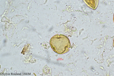 Sylvie.Rouland/Trewia_nudiflora_5025/Trewia_nudiflora_5025_0001(copy)_thumb.jpg