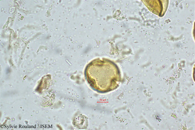 Trewia nudiflora - lame n° 5025